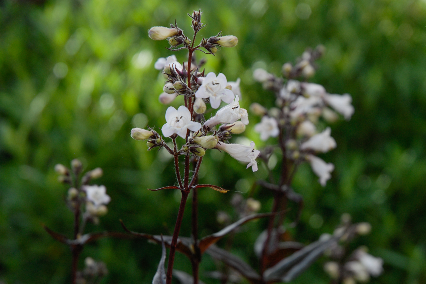 Husker Red Penstemon